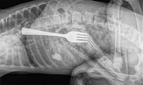 Mulher engole garfo durante refeição e mobiliza atendimento de urgência no interior da Bahia.